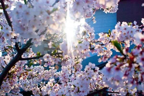 DSC_00981-600x401